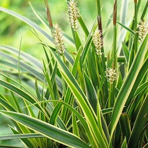 Ice Dace Japanese Sedge Ornamental Grass...