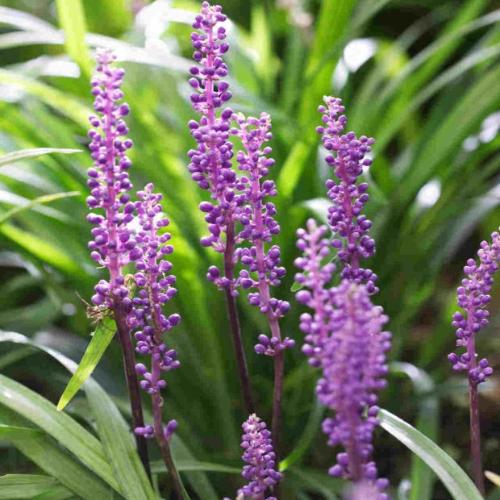 Ingwersen Lilyturf Ornamental Grass...