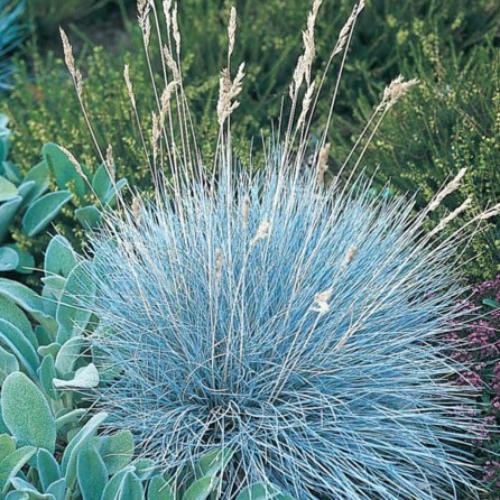 Intense Blue Fescue Ornamental Grass...