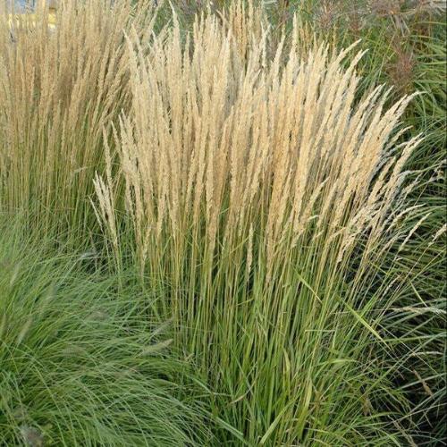 Karl Foerster Moor Ornamental Grass...