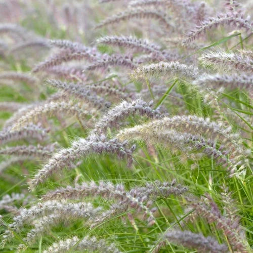 Karly Rose Maiden Ornamental Grass...
