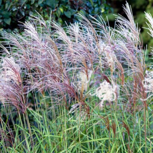 Kleine Fontane Maiden Ornamental Grasses (Miscanthus Sinensis Kleine Fontane)