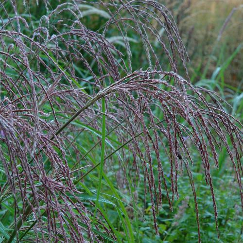 Kleine Fontane Maiden Ornamental Grasses (Miscanthus Sinensis Kleine Fontane)