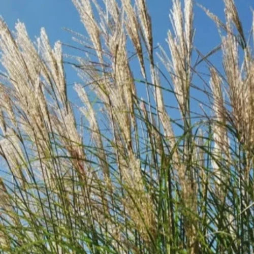 Kleine Fontane Maiden Ornamental Grasses (Miscanthus Sinensis Kleine Fontane)