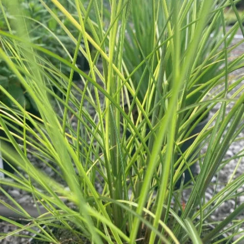 Kleine Fontane Maiden Ornamental Grasses (Miscanthus Sinensis Kleine Fontane)