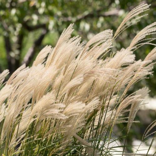 Kleine Silberspinne Maiden Ornamental Grass...