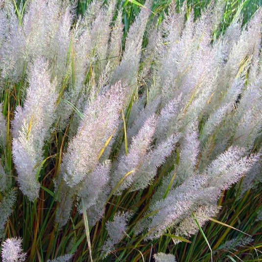 Korean Feather Reed Ornamental Grass...