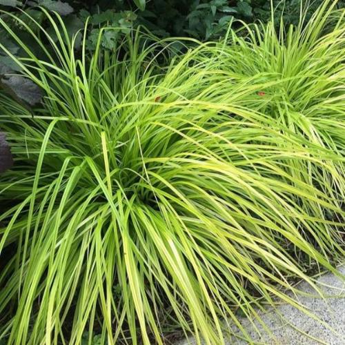 Leatherleaf Sedge Ornamental Grass...