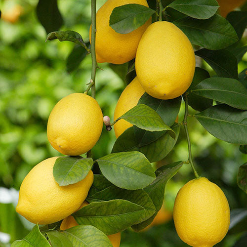 Lemon Tree...