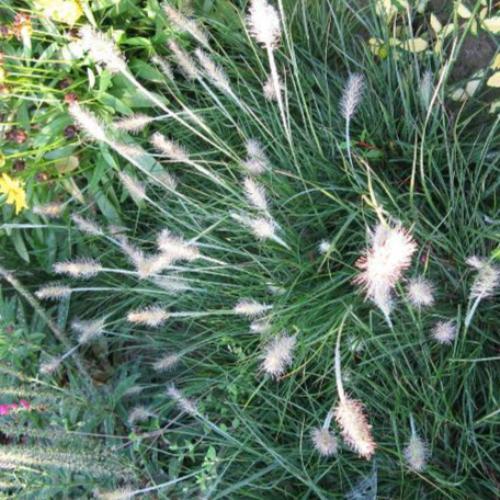 Little Bunny Fountain Ornamental Grass...