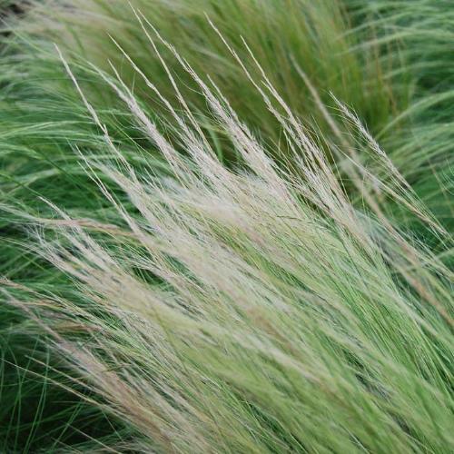 Mexican Feather Ornamental Grasses (Stipa Tenuissima)