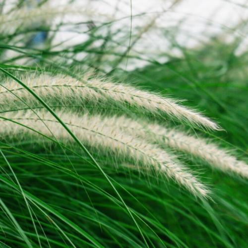 Mexican Feather Ornamental Grass...