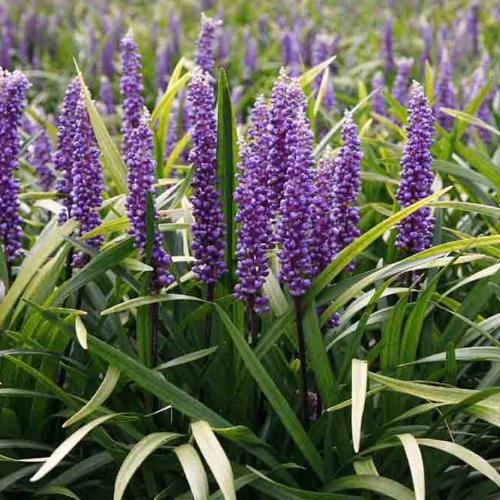 Moneymaker Lily Turf Ornamental Grass...
