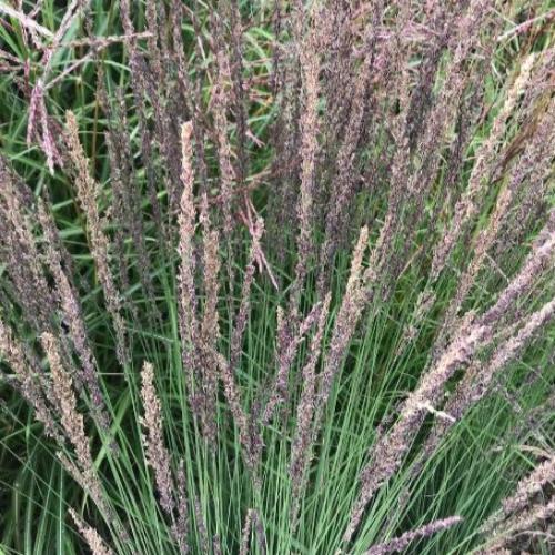 Moorhexe Purple Ornamental Grass...