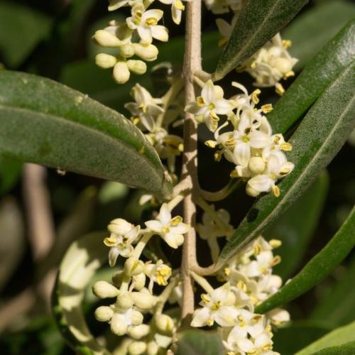 Multi Head Olive Trees (Olea Europaea Multi Head Cloud)