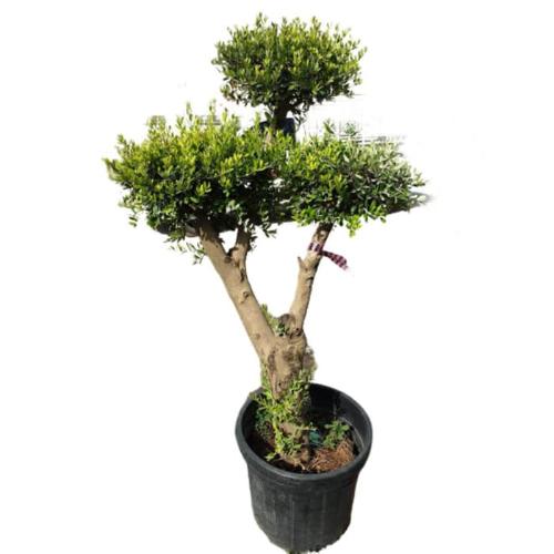 Multi Head Olive Trees (Olea Europaea Multi Head Cloud)