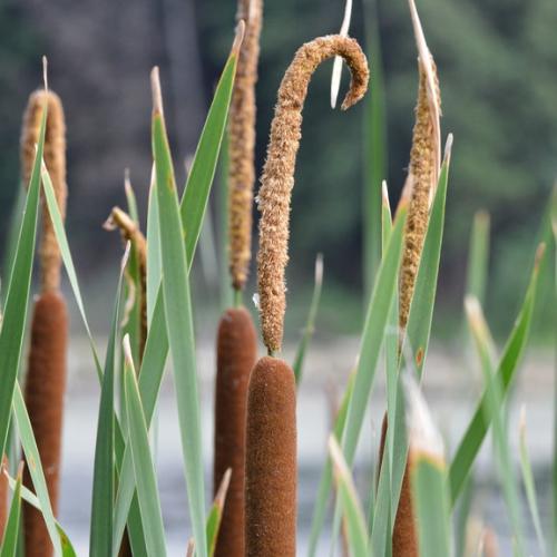 Narrow Leaved Cattail Ornamental Grass...