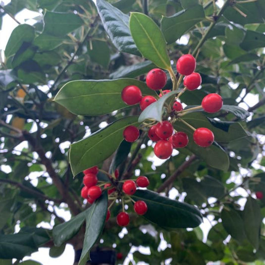 Nellie Stevens Holly Tree...