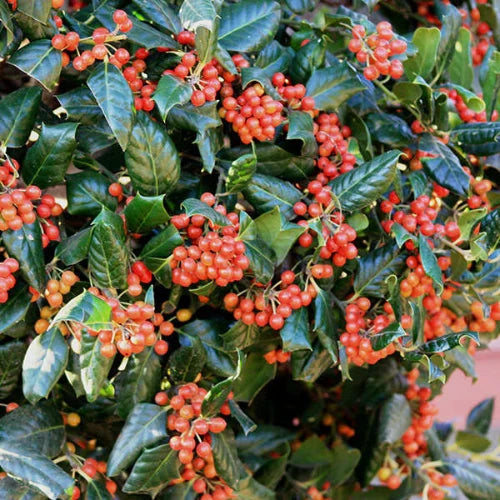 Nellie Stevens Holly Pleached Tree (Ilex Attenuata 'Nellie R. Stevens')
