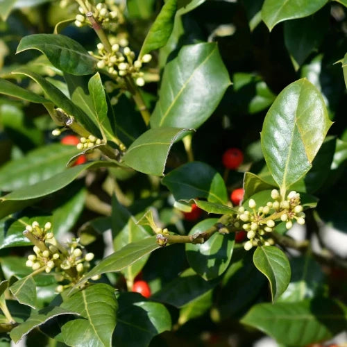 Nellie Stevens Holly Pleached Tree (Ilex Attenuata 'Nellie R. Stevens')