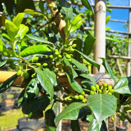 Nellie Stevens Holly Pleached Tree (Ilex Attenuata 'Nellie R. Stevens')