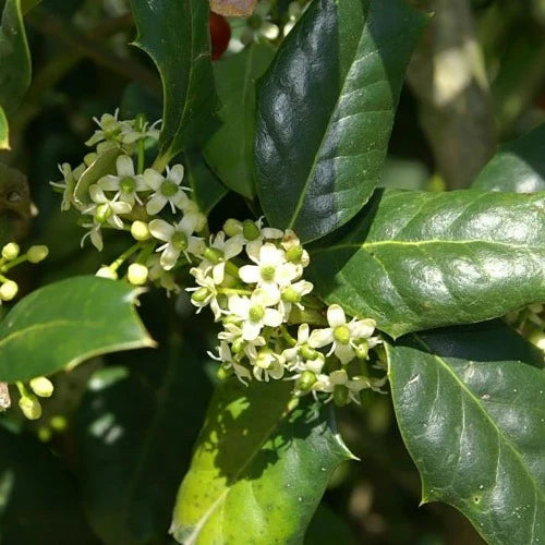 Nellie Stevens Holly Pleached Tree (Ilex Attenuata 'Nellie R. Stevens')