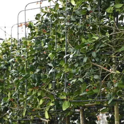 Nellie Stevens Holly Pleached Tree (Ilex Attenuata 'Nellie R. Stevens')