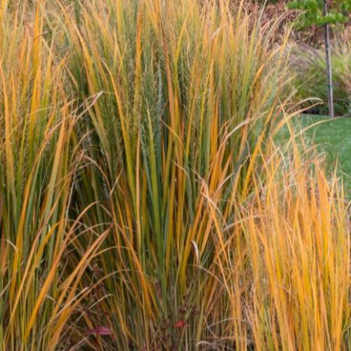 Northwind Switchgrass Ornamental Grass...