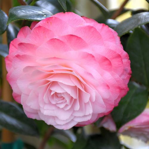 Nuccios Pearl Camellia Italian Plants Pot Grown 55L 125/150 (x4) Multi-deal