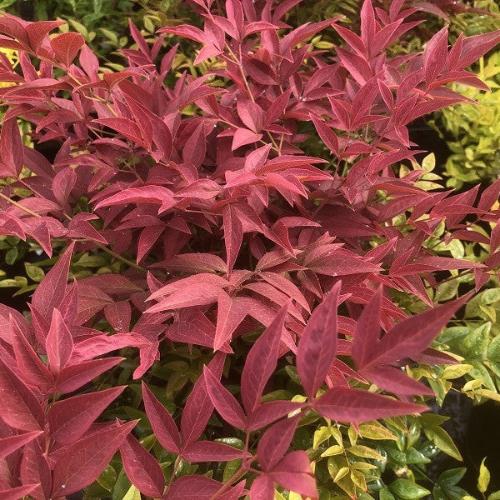 Obsessed Heavenly Bamboo...