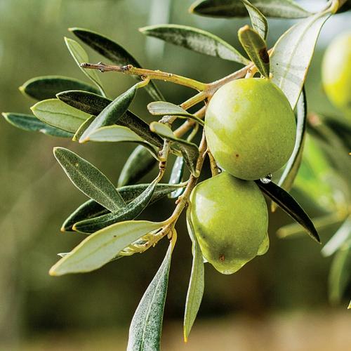 Olea Olive Tree...
