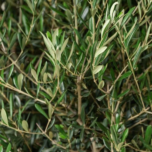 Olive Cloud Bonsai Olive Trees (Olea Europaea Cloud Bonsai)