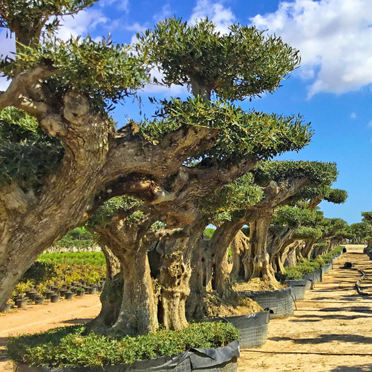 Exotic Trees, Olives, Palms & More...