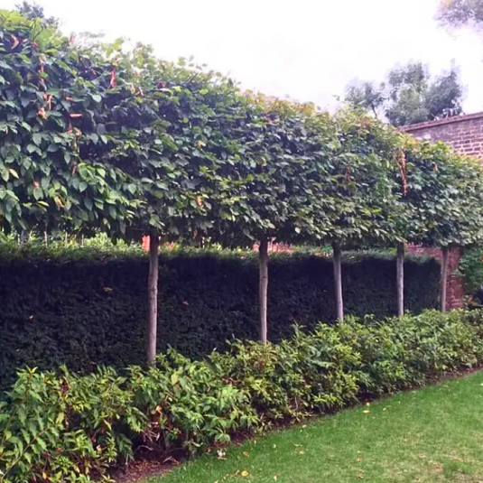 Pleached Trees...