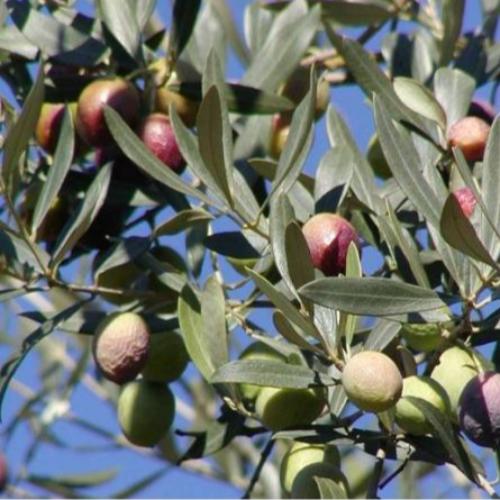 Pom Pom Olive Trees (Olea Europaea Pom Pom)