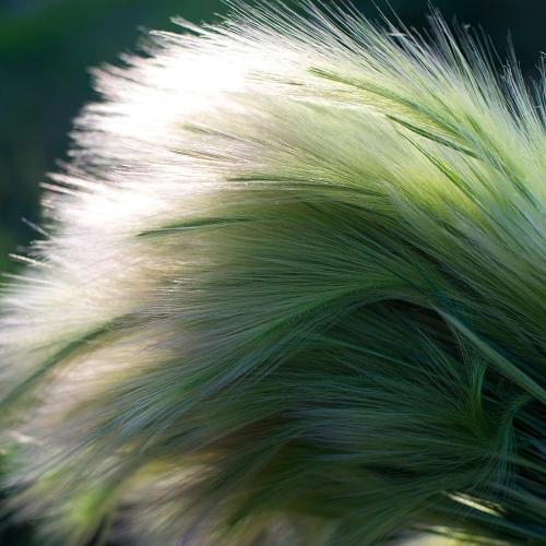 Pony Tails Ornamental Grass...