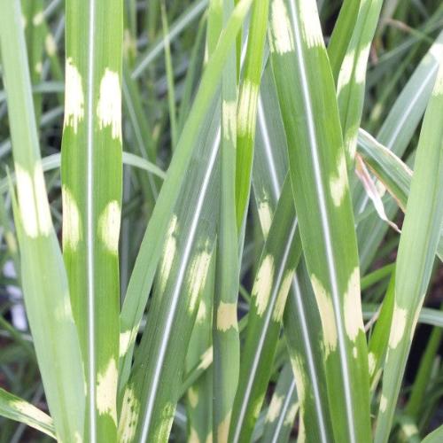 Porcupine Ornamental Grass...