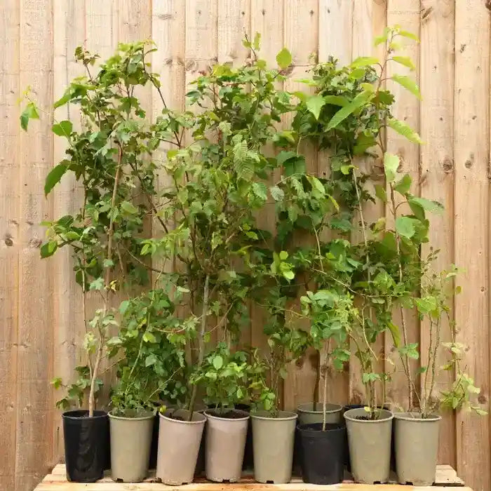 Pot Grown Mixed Native Hedging