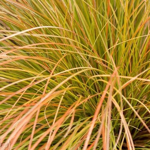 Prairie Fire Sedge Ornamental Grasses (Carex Prairie Fire)
