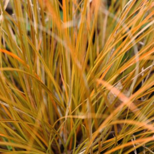Prairie Fire Sedge Ornamental Grasses (Carex Prairie Fire)
