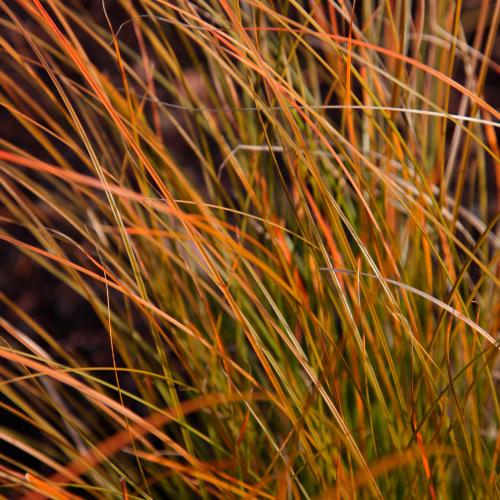 Prairie Fire Sedge Ornamental Grasses (Carex Prairie Fire)