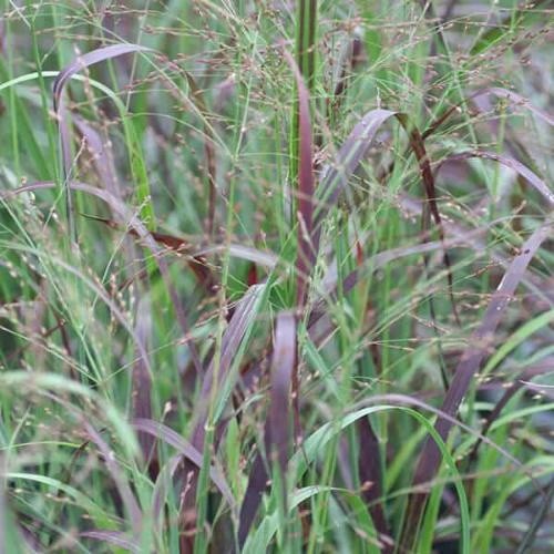 Prairie Sky Switchgrass Ornamental Grass...