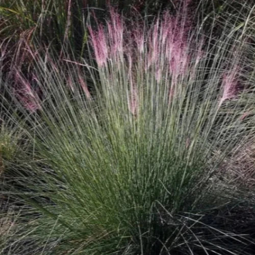 Purple Moor Ornamental Grass...