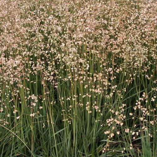 Quaking Ornamental Grass...