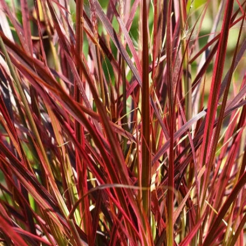 Red Chief Maiden Ornamental Grass...