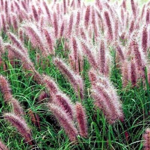 Red Head Maiden Ornamental Grass...