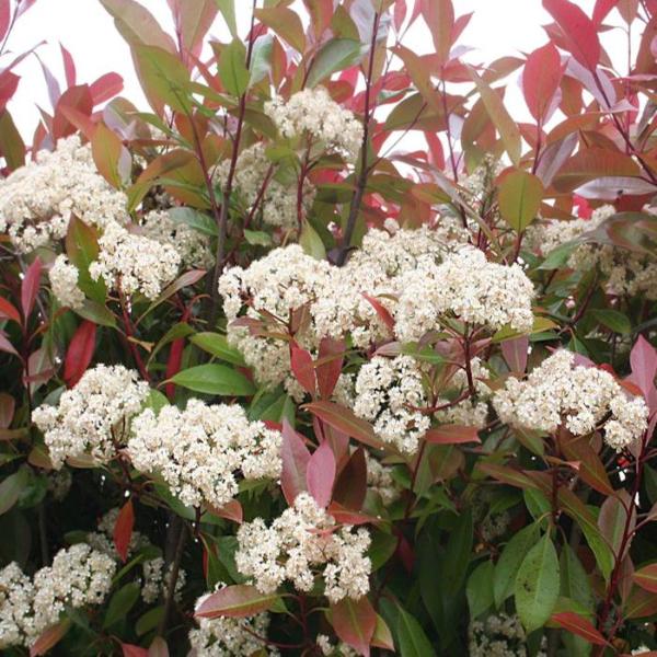 Red Robin Ornamental Tree Instant Hedging. For seasonal/pre-order availability and pricing, call 0330 236 7330.