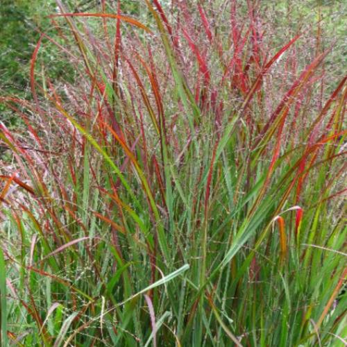 Shenandoah Switchgrass Ornamental Grass...