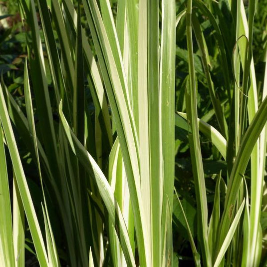 Silver Striped Sweet Flag Ornamental Grass...