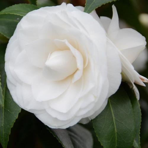Snow White Camelia...